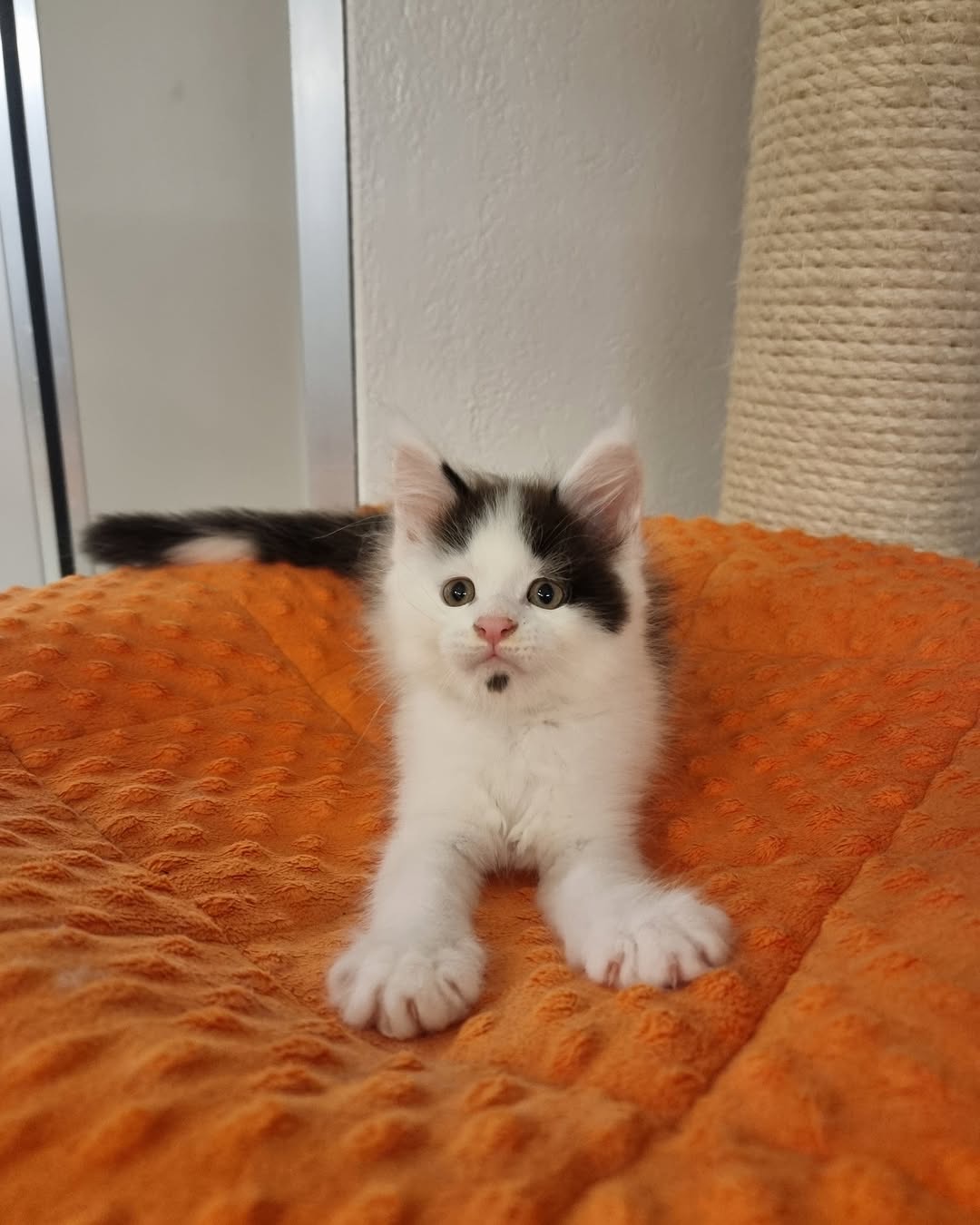 Black and white bicolor Maine Coon Kitten | Name : muchino - Image 4
