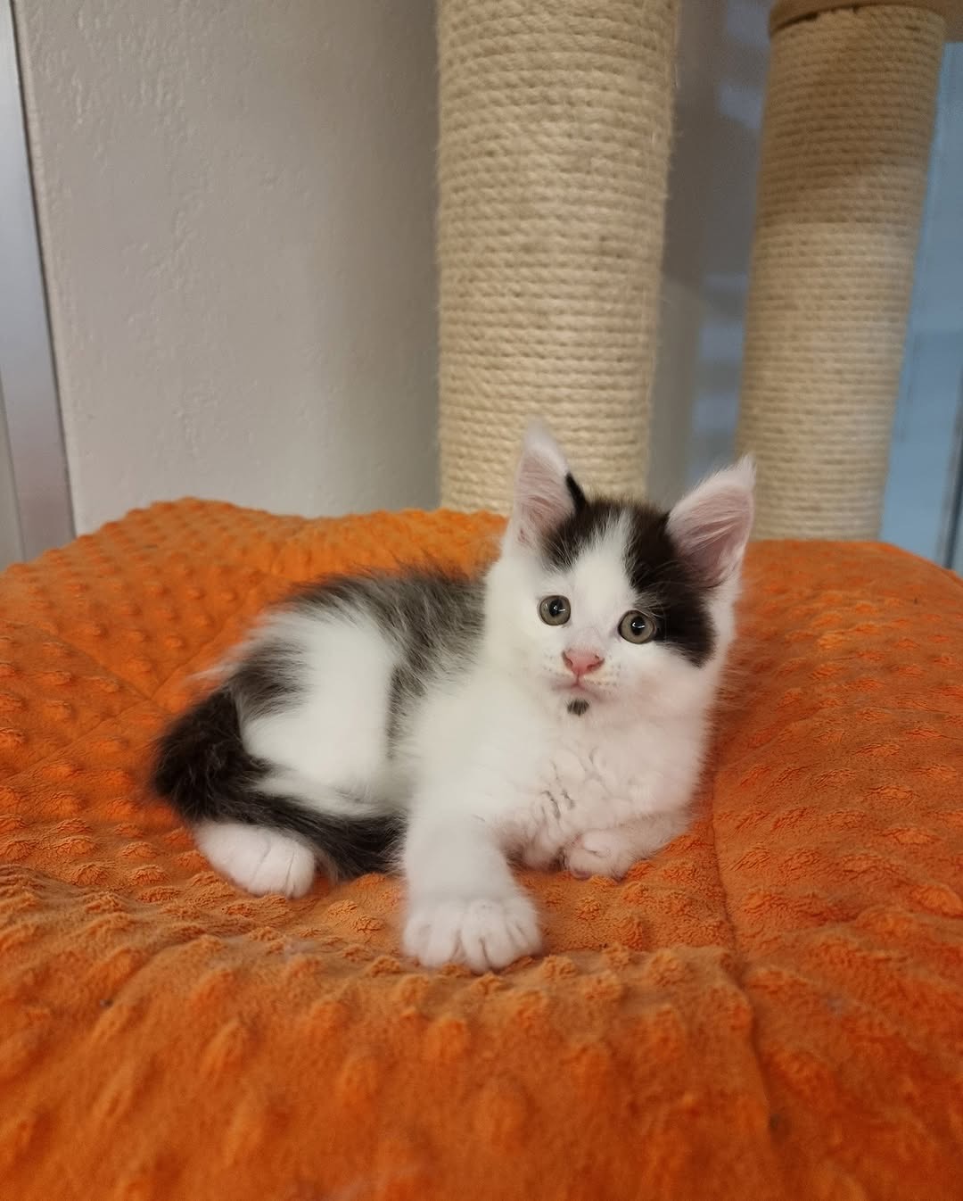 Black and white bicolor Maine Coon Kitten | Name : muchino - Image 2