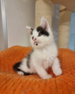 Black and White Bicolor Maine Coon Kitten