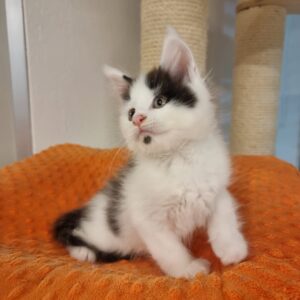 Black and White Bicolor Maine Coon Kitten
