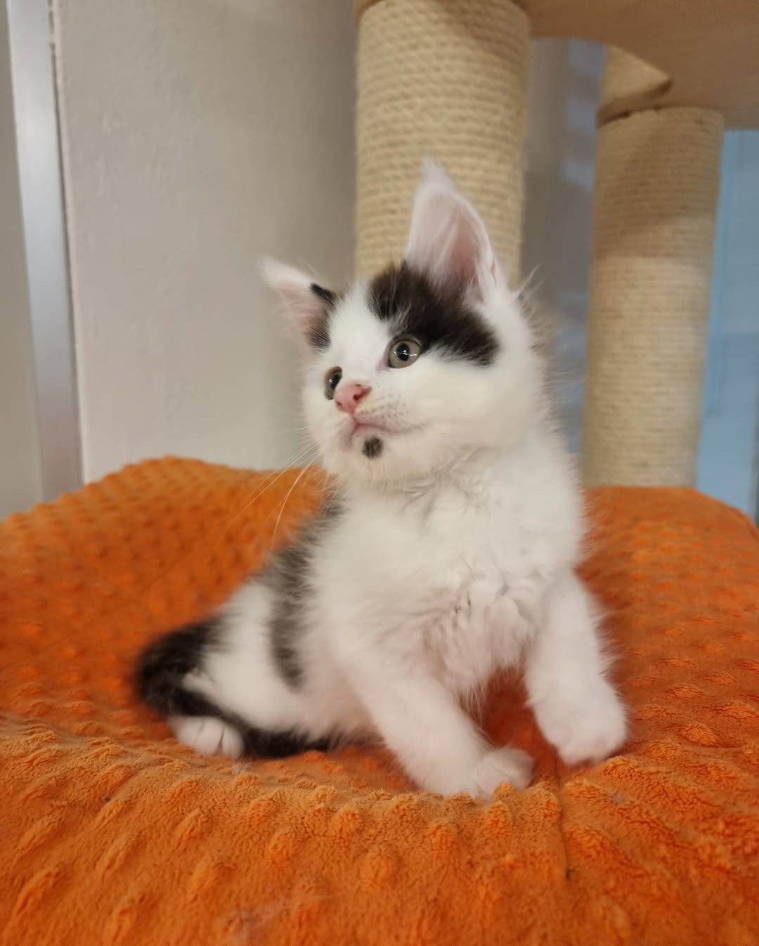 Black and White Bicolor Maine Coon Kitten