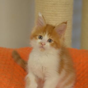 Red & White Bicolor Maine Coon Kitten Bianca