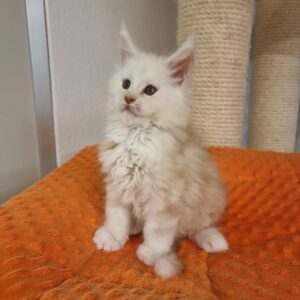white with faint cream shading Maine Coon Kitten | Name : Jane