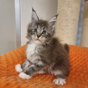 Blue Silver Tabby with White Maine Coon Kitten Carina