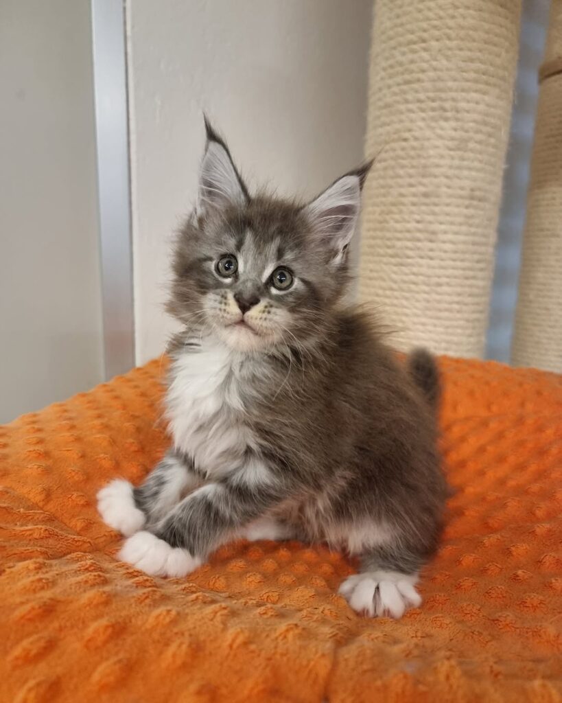 Blue Silver Tabby with White Maine Coon Kitten Carina