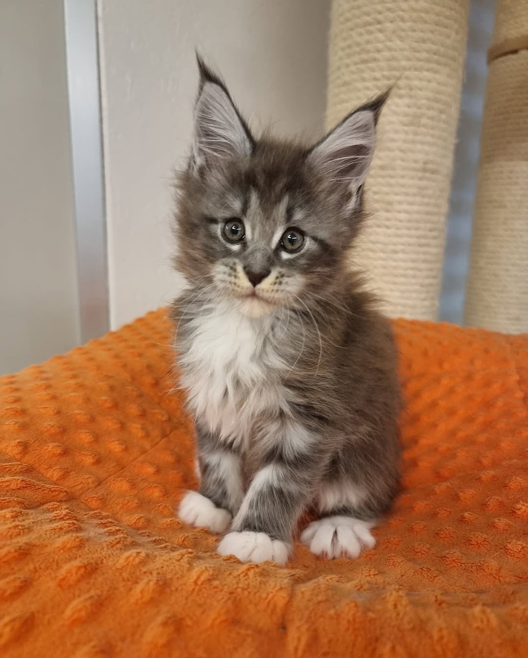 Blue silver tabby with white Maine Coon Kitten | Name : carina - Image 3