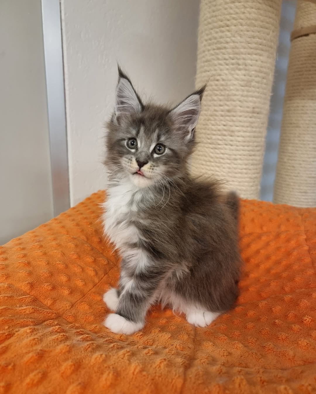 Blue silver tabby with white Maine Coon Kitten | Name : carina - Image 2