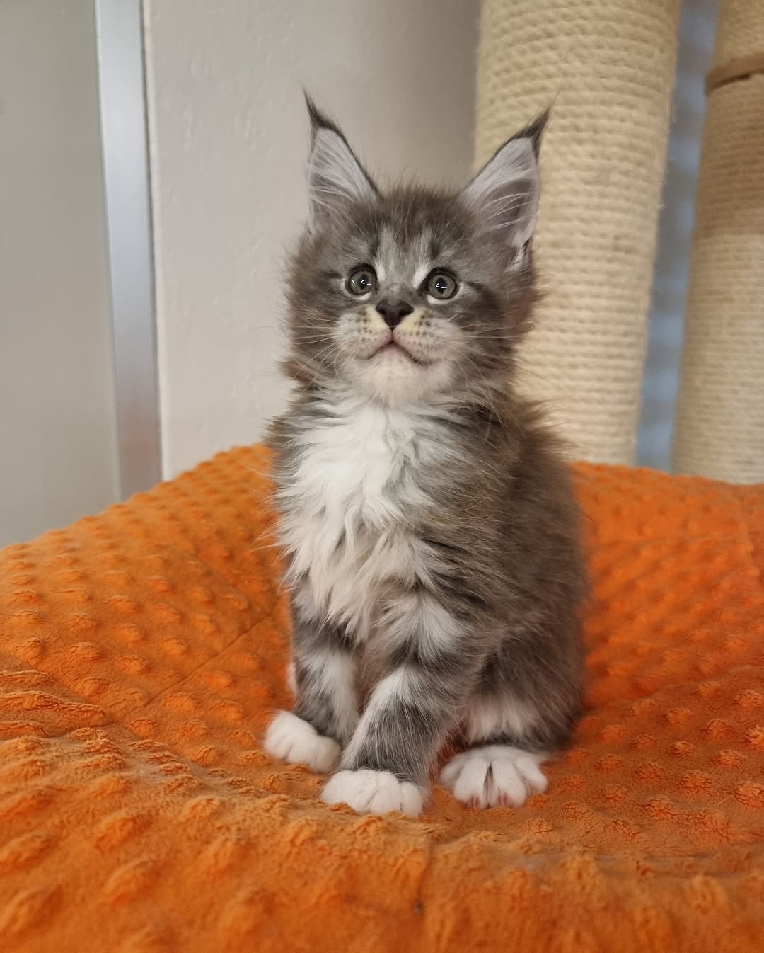 Blue silver tabby with white Maine Coon Kitten | Name : carina - Image 4