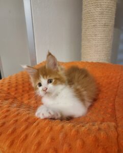 Red Tabby with White Maine Coon Kitten
