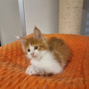 Red Tabby with White Maine Coon Kitten