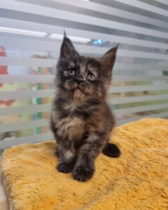 Tortoiseshell Maine Coon Kitten
