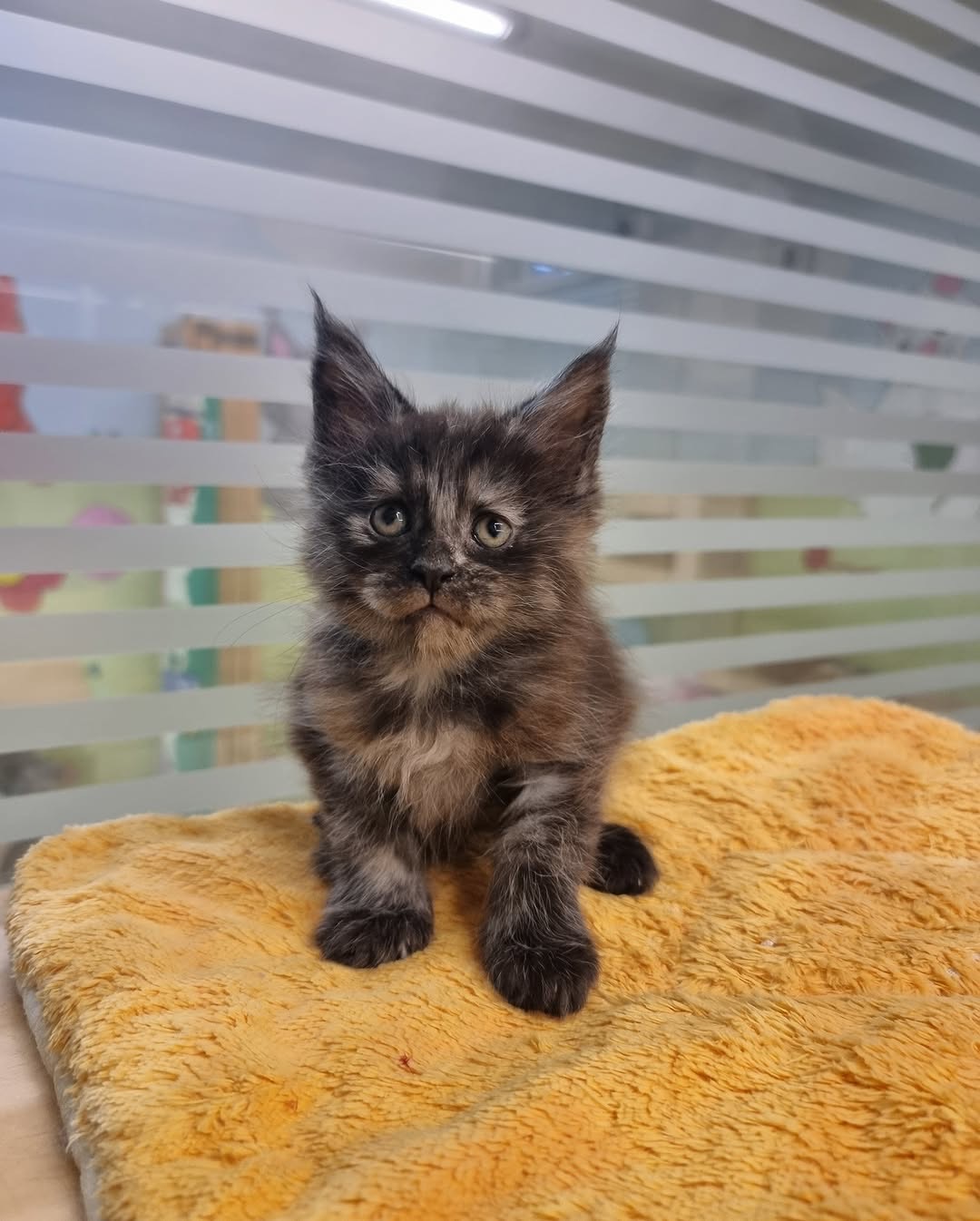Tortoiseshell or tortie Maine Coon Kitten | Name : lupa - Image 2