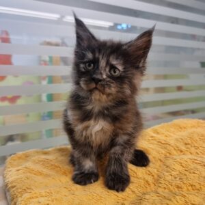 Maine Coon Kitten Lupa