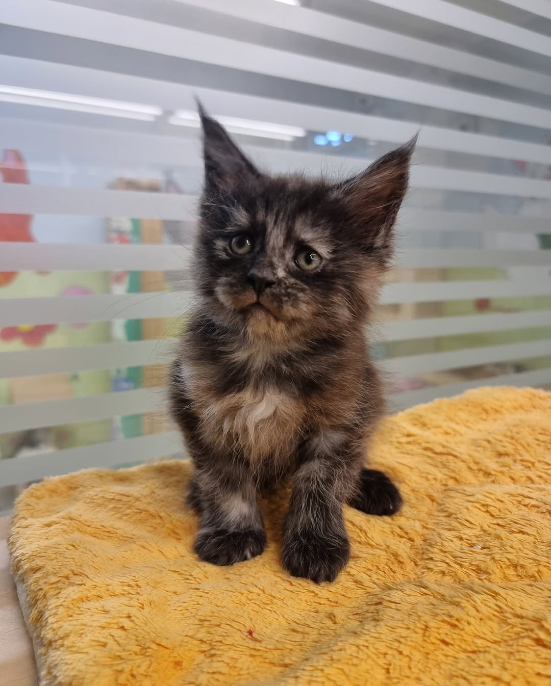 Maine Coon Kitten Lupa