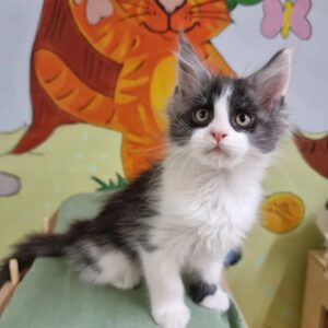Black Silver Tabby with White Maine Coon Kitten
