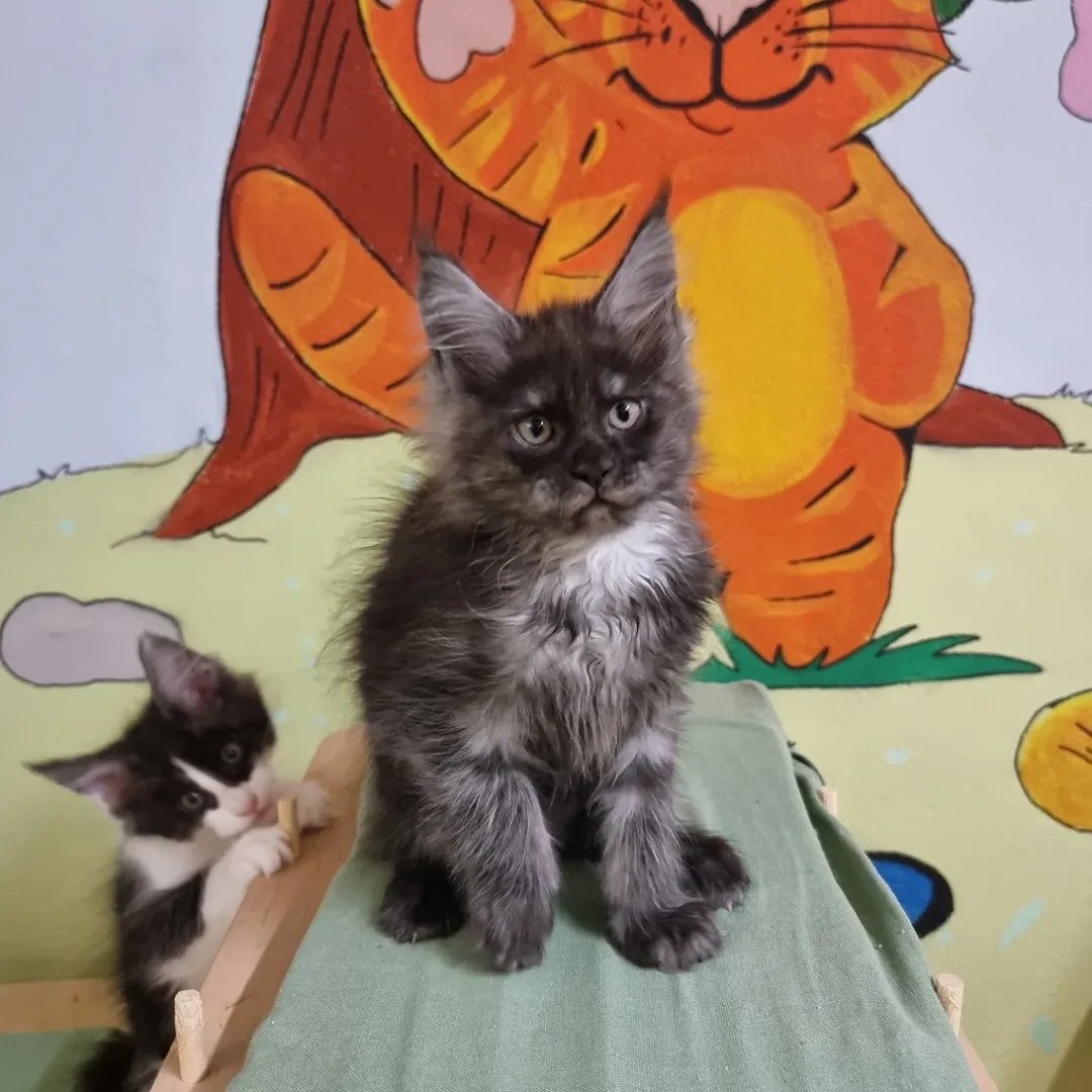 Black Smoke Maine Coon Kitten at home