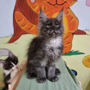 Black Smoke Maine Coon Kitten
