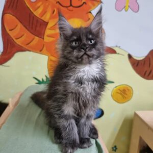 Black Smoke Maine Coon Kitten ears