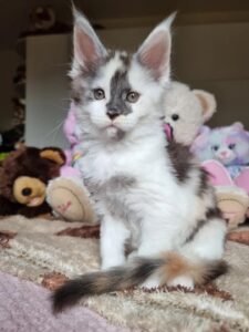 dilute calico with white Maine Coon kitten