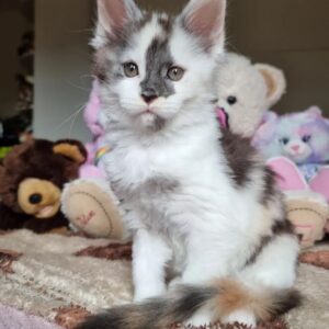 dilute calico with white Maine Coon kitten