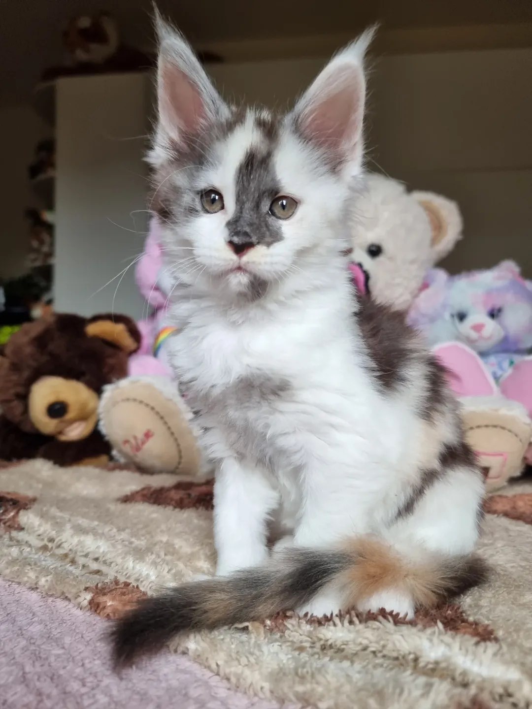 dilute calico with white Maine Coon kitten