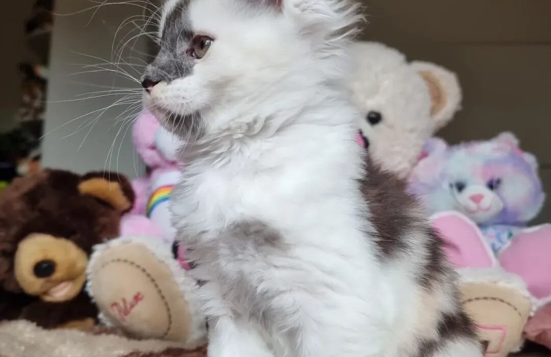Maine Coon Kitten Jasmine