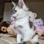 Maine Coon Kitten Jasmine