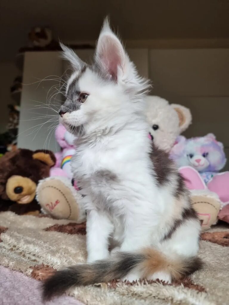 Maine Coon Kitten Jasmine