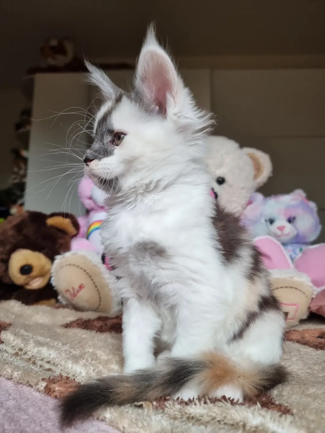 Maine Coon Kitten Jasmine