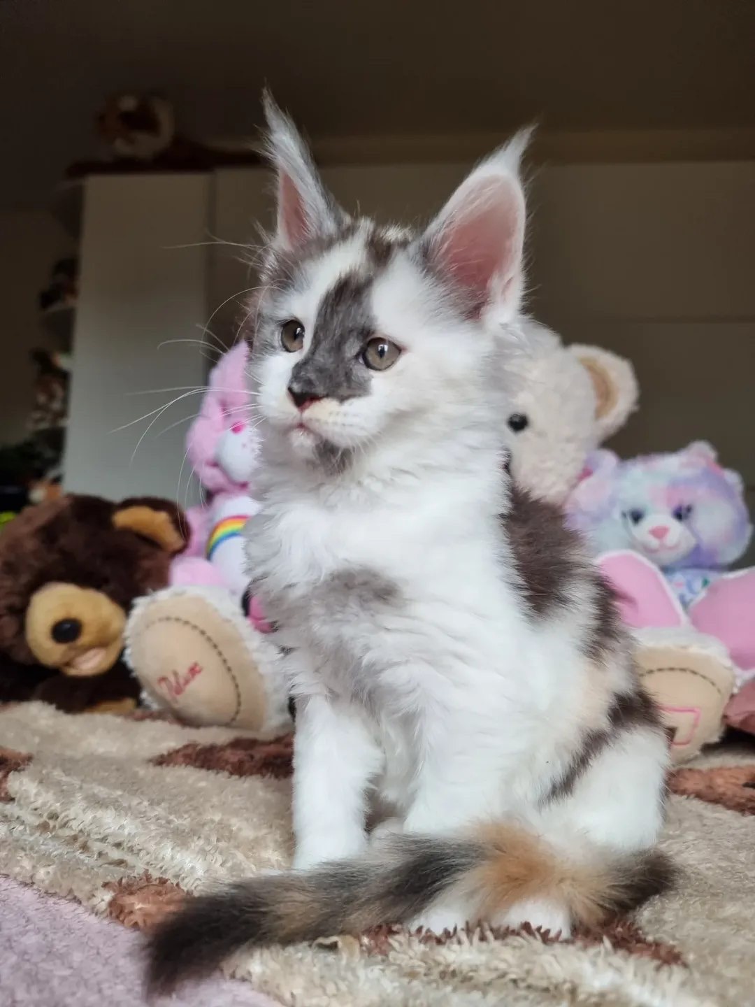 Dilute calico with white Maine Coon Kitten | Name : Jasmine - Image 2