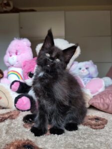 solid black or ebony Maine Coon kitten