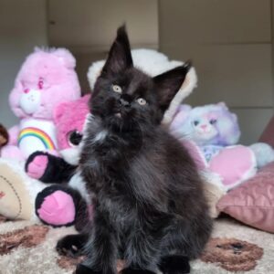 solid black or ebony Maine Coon kitten