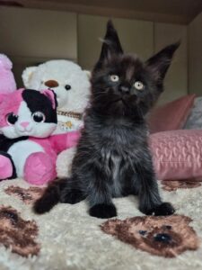 solid black or ebony Maine Coon kitten